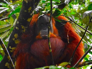 Astonishing Discovery: Sumatra Orangutans Found Communicating Like Humans - image 0