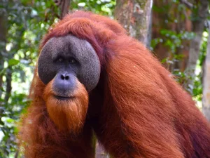 Astonishing Discovery: Sumatra Orangutans Found Communicating Like Humans - image 6