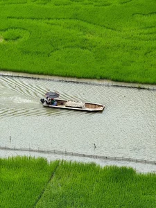 Admire the Breathtaking Beauty of Tam Coc During the Vibrant Green Rice Season - image 4