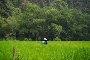 Admire the Breathtaking Beauty of Tam Coc During the Vibrant Green Rice Season - image 3