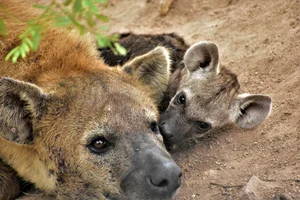 The Most Notorious 'Queens' of the Animal Kingdom - image 4