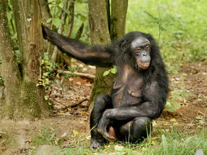 The Most Notorious 'Queens' of the Animal Kingdom - image 0