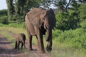 The Most Notorious 'Queens' of the Animal Kingdom - image 7