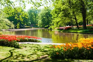 A Visual Journey: Spring Flowers That Look Like a Fairytale Dream - image 1