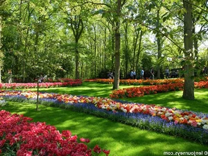 A Visual Journey: Spring Flowers That Look Like a Fairytale Dream - image 5