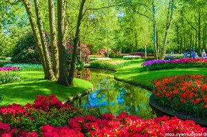 A Visual Journey: Spring Flowers That Look Like a Fairytale Dream - image 3