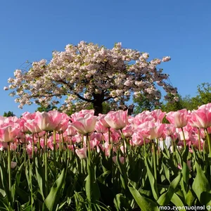 A Visual Journey: Spring Flowers That Look Like a Fairytale Dream - image 0