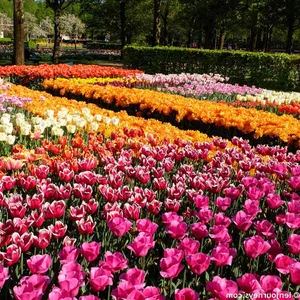A Visual Journey: Spring Flowers That Look Like a Fairytale Dream - image 2
