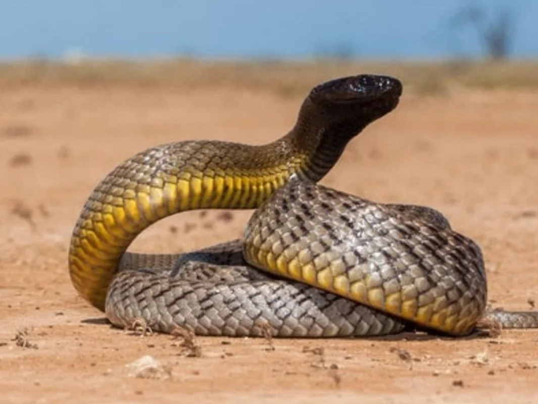 Top 5 Deadliest Snakes in the World: Species Found in Vietnam