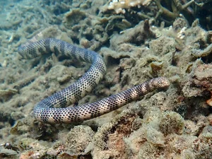 Top 5 Deadliest Snakes in the World: Species Found in Vietnam - image 2