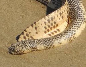 Top 5 Deadliest Snakes in the World: Species Found in Vietnam - image 1