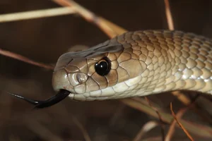 Top 5 Deadliest Snakes in the World: Species Found in Vietnam - image 6