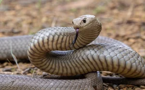 Top 5 Deadliest Snakes in the World: Species Found in Vietnam - image 7
