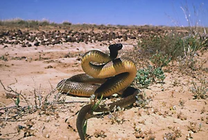 Top 5 Deadliest Snakes in the World: Species Found in Vietnam - image 3