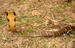 Top 5 Deadliest Snakes in the World: Species Found in Vietnam - image 4