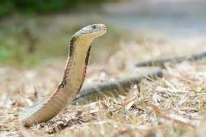 Top 5 Deadliest Snakes in the World: Species Found in Vietnam - image 5