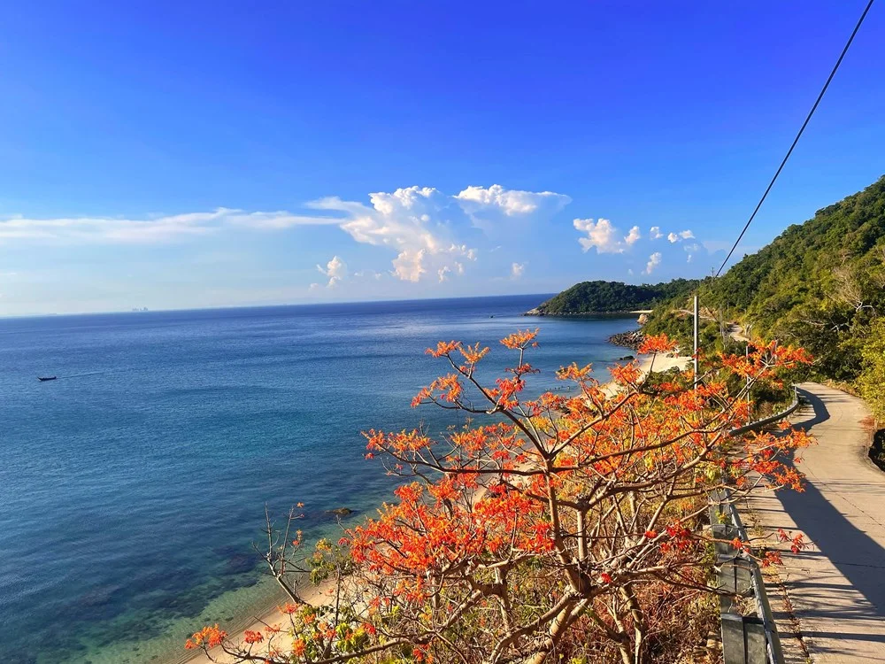 Experience the Vibrant Red Ngo Dong Flower Festival in Cu Lao Cham Island