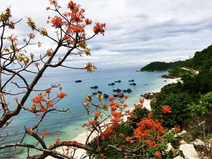 Experience the Vibrant Red Ngo Dong Flower Festival in Cu Lao Cham Island - image 1