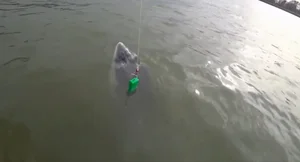 Angler Reels in Massive 258 kg Sturgeon in Record-Breaking Catch Going Viral - image 7