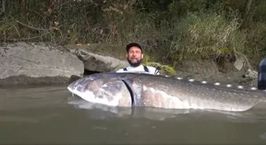Angler Reels in Massive 258 kg Sturgeon in Record-Breaking Catch Going Viral - image 3