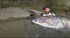 Angler Reels in Massive 258 kg Sturgeon in Record-Breaking Catch Going Viral - image 0