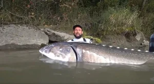 Angler Reels in Massive 258 kg Sturgeon in Record-Breaking Catch Going Viral - image 1