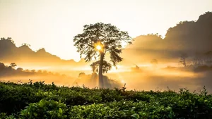 Ultimate Collection of 99+ Beautiful and Romantic Sunrise Photos - image 40