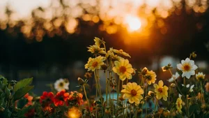Ultimate Collection of 99+ Beautiful and Romantic Sunrise Photos - image 8