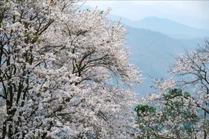 Enchanting Ban Flower Forests of Dien Bien: A Fairy Tale - image 1