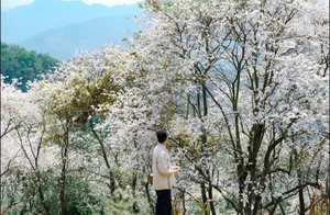 Enchanting Ban Flower Forests of Dien Bien: A Fairy Tale - image 0