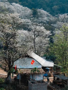 Enchanting Ban Flower Forests of Dien Bien: A Fairy Tale - image 7