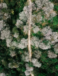 Enchanting Ban Flower Forests of Dien Bien: A Fairy Tale - image 9