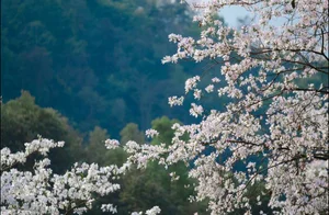 Enchanting Ban Flower Forests of Dien Bien: A Fairy Tale - image 2