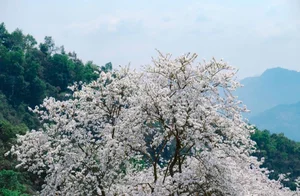 Enchanting Ban Flower Forests of Dien Bien: A Fairy Tale - image 5