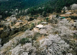 Enchanting Ban Flower Forests of Dien Bien: A Fairy Tale - image 3