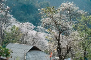 Enchanting Ban Flower Forests of Dien Bien: A Fairy Tale - image 6