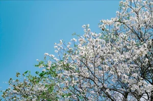 Enchanting Ban Flower Forests of Dien Bien: A Fairy Tale - image 8