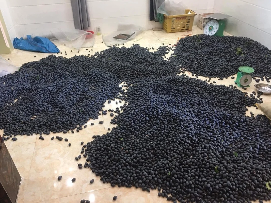 Traditional Survival Fruit Now Valued as Lucrative Black Gold