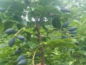 Traditional Survival Fruit Now Valued as Lucrative Black Gold - image 5