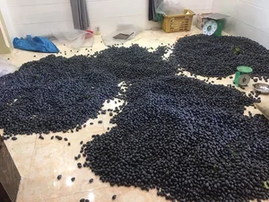 Traditional Survival Fruit Now Valued as Lucrative Black Gold - image 0