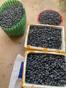 Traditional Survival Fruit Now Valued as Lucrative Black Gold - image 3
