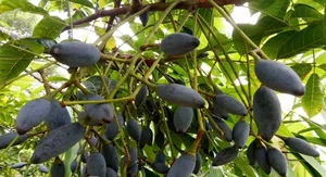 Traditional Survival Fruit Now Valued as Lucrative Black Gold - image 1