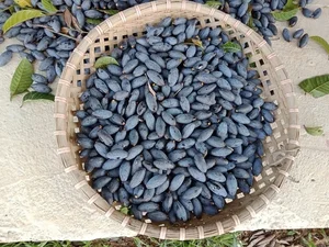 Traditional Survival Fruit Now Valued as Lucrative Black Gold - image 4