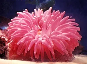 Strange Hybrid Creatures: Organisms That Blur the Line Between Plants and Animals - image 6