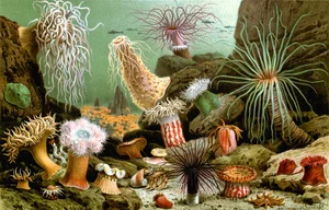 Strange Hybrid Creatures: Organisms That Blur the Line Between Plants and Animals - image 1