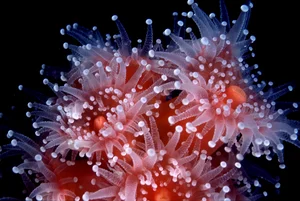 Strange Hybrid Creatures: Organisms That Blur the Line Between Plants and Animals - image 4