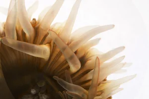 Strange Hybrid Creatures: Organisms That Blur the Line Between Plants and Animals - image 5