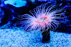 Strange Hybrid Creatures: Organisms That Blur the Line Between Plants and Animals - image 3
