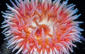 Strange Hybrid Creatures: Organisms That Blur the Line Between Plants and Animals - image 7