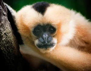 Fascinating Facts About Vietnam’s Rare Jet-Black Langur - image 4